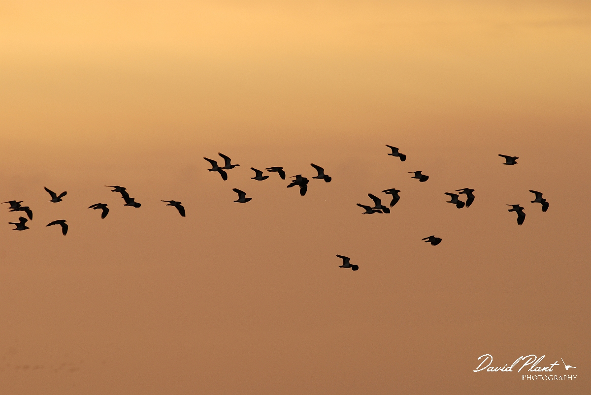 David Plant Photography - Wildlife Photographer - Lapwing flock at dusk - D.JPG - Lapwing flock at dusk - Cambridgeshire